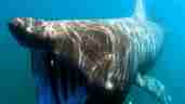 Marine life - Basking shark (1)