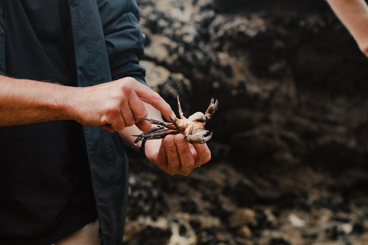 A man holding a crab at the north end of Watergate Bay