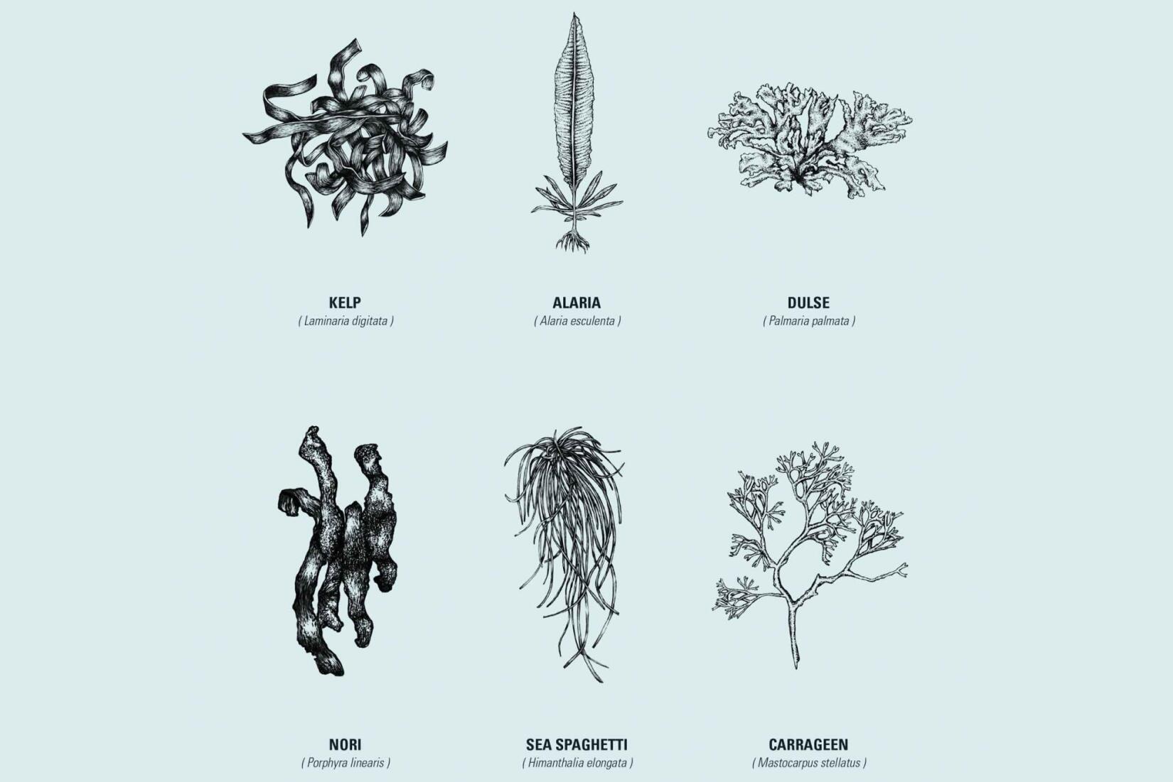 Cornish Seaweed Guide