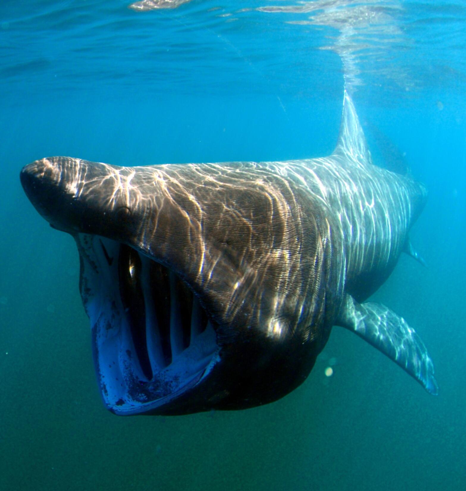 A Basking shark under the sea