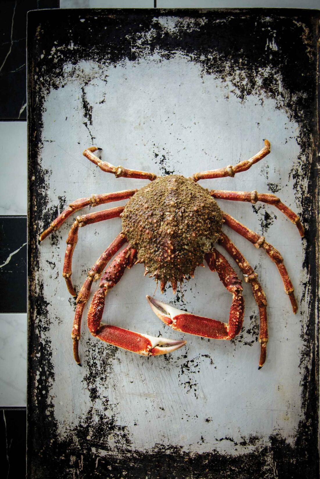 Spider crab on a metal tray