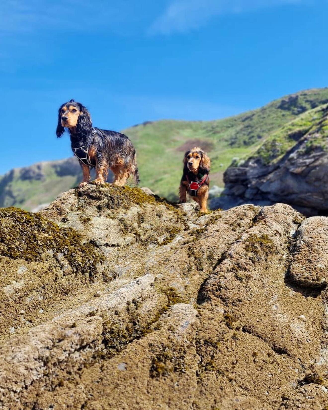 Cocker Spaniel Meet Up 2023 at Watergate Bay