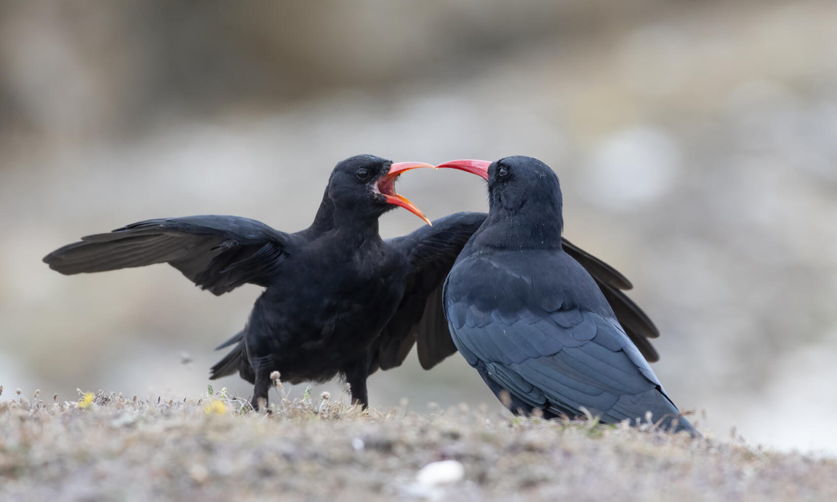 Choughs