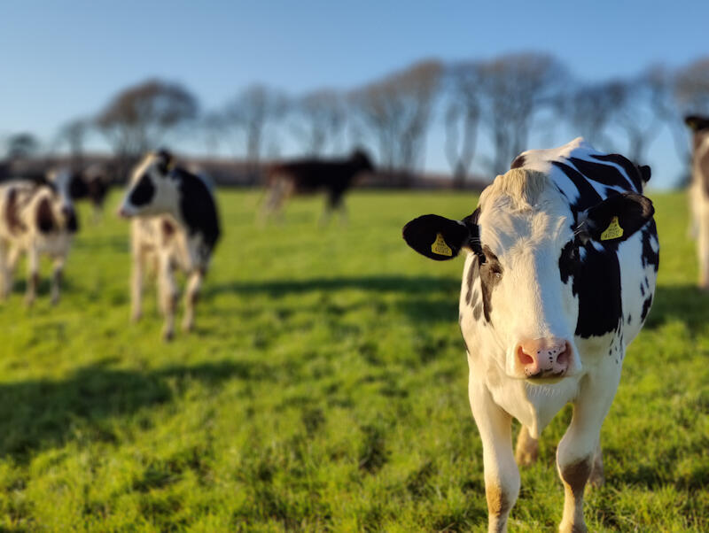 Picture of cows on a field