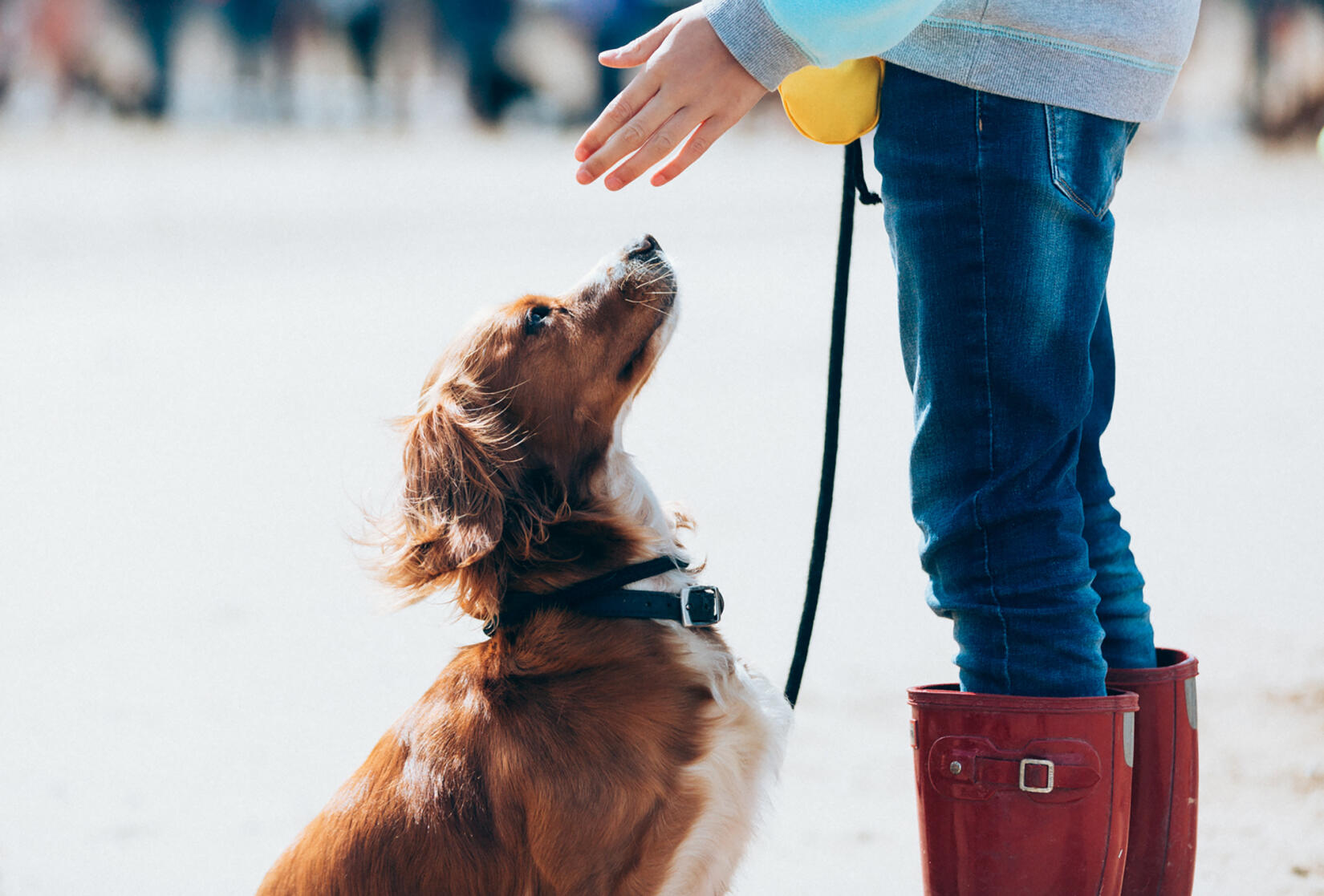 Side profile of a dog sitting on the beach by its owners wellies, looking up to its owners hand