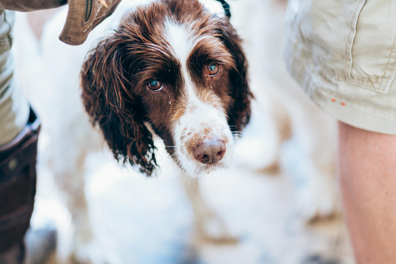 A close up of a Spaniel on the beach with salty wet ears and a sandy face