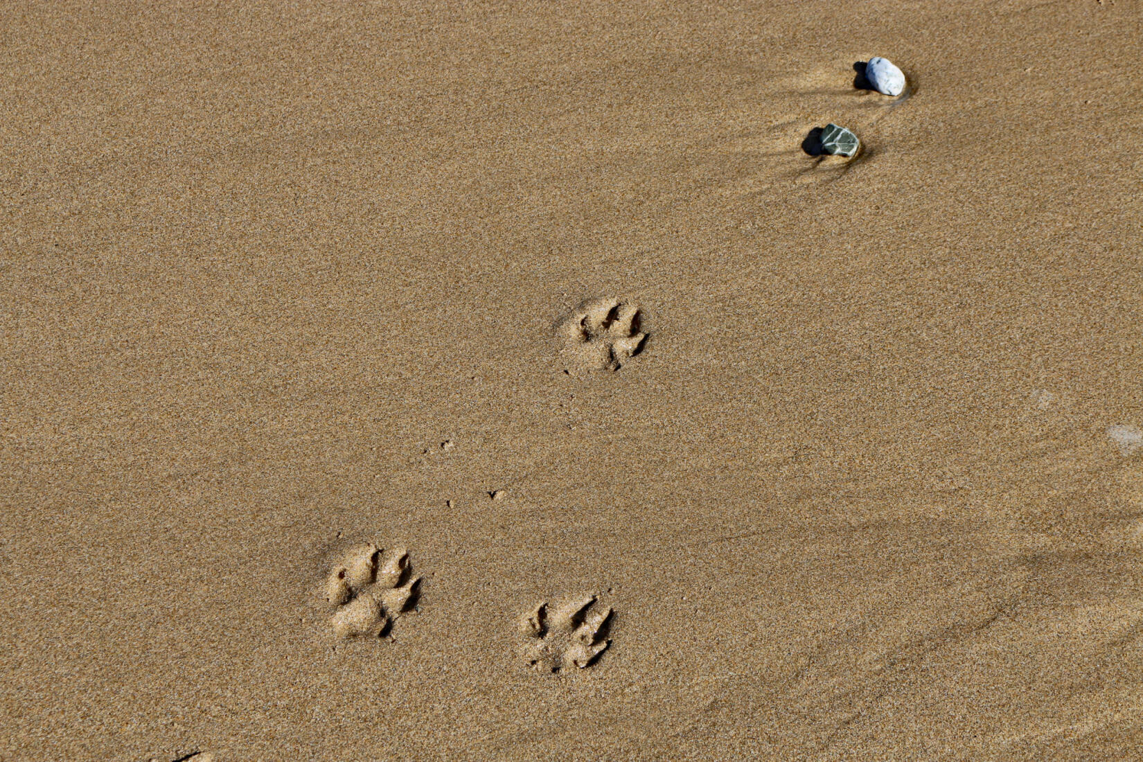 Wet sand with dog pawprints