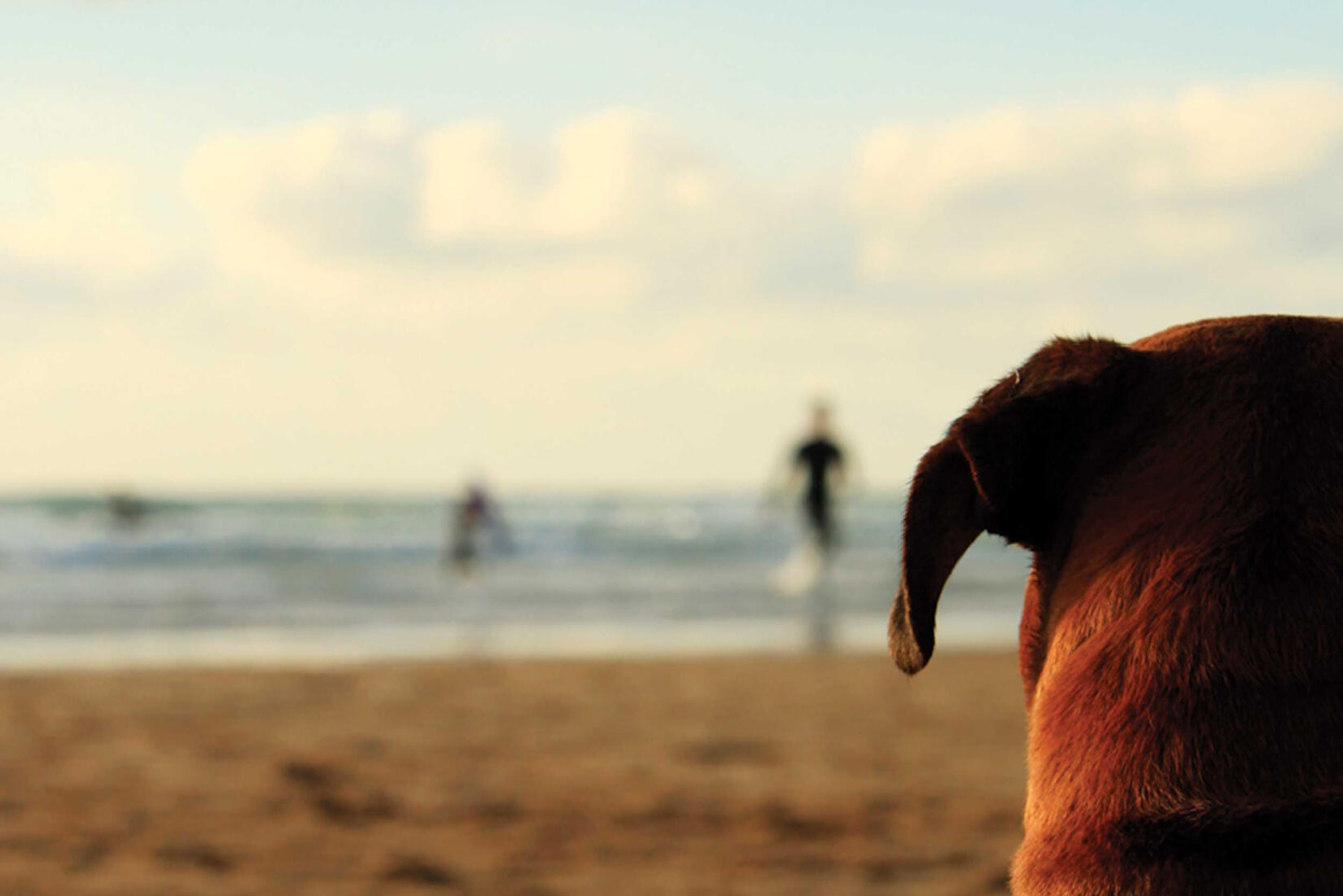 Dog watching surfers on the beach at Watergate Bay