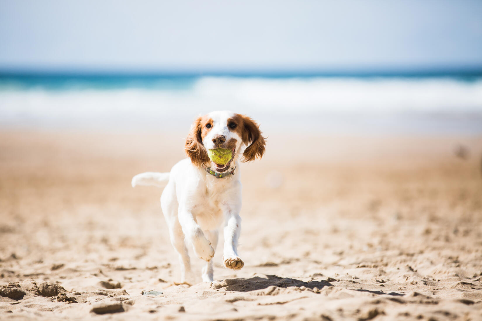 Happy spaniel running on the beach with its ball in its mouth