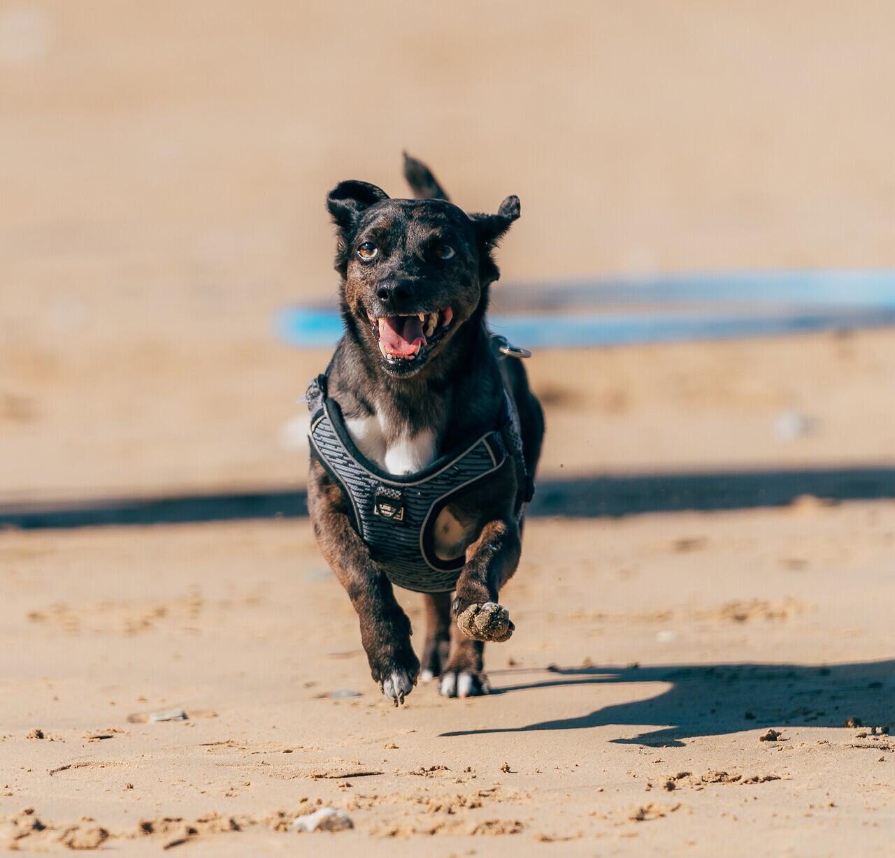 RSPCA x Watergate Bay dog show 2024