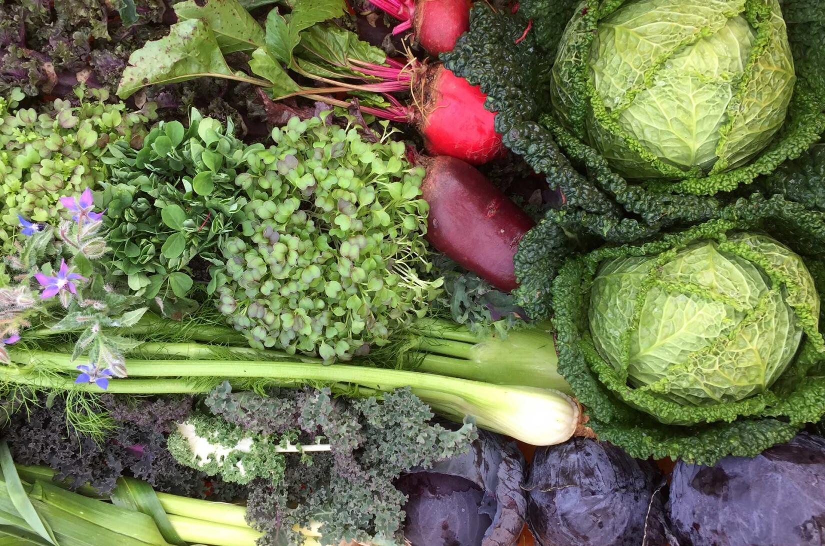 Range of vegetables from Padstow Kitchen Gardens