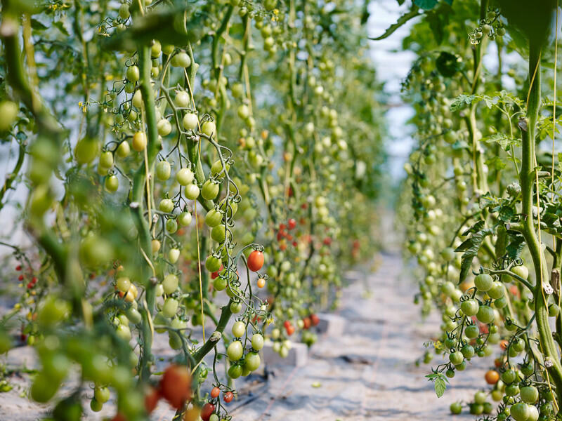 Tomatoes at Padstow Kitchen Garden