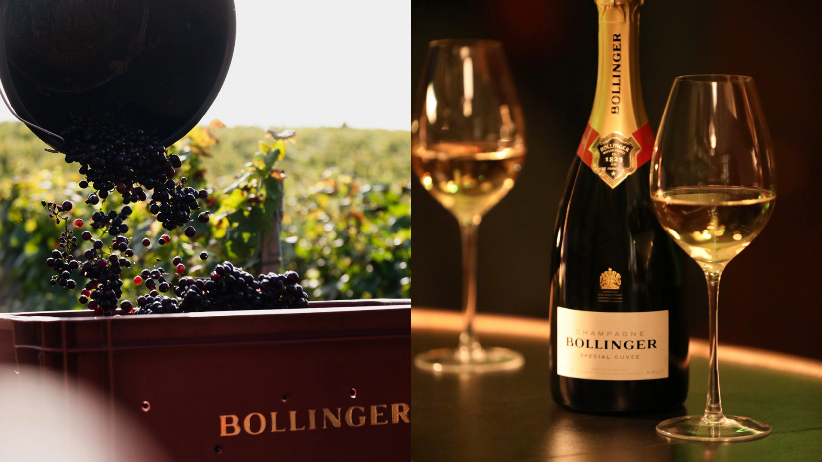 Bollinger Champagne and grape harvest split image