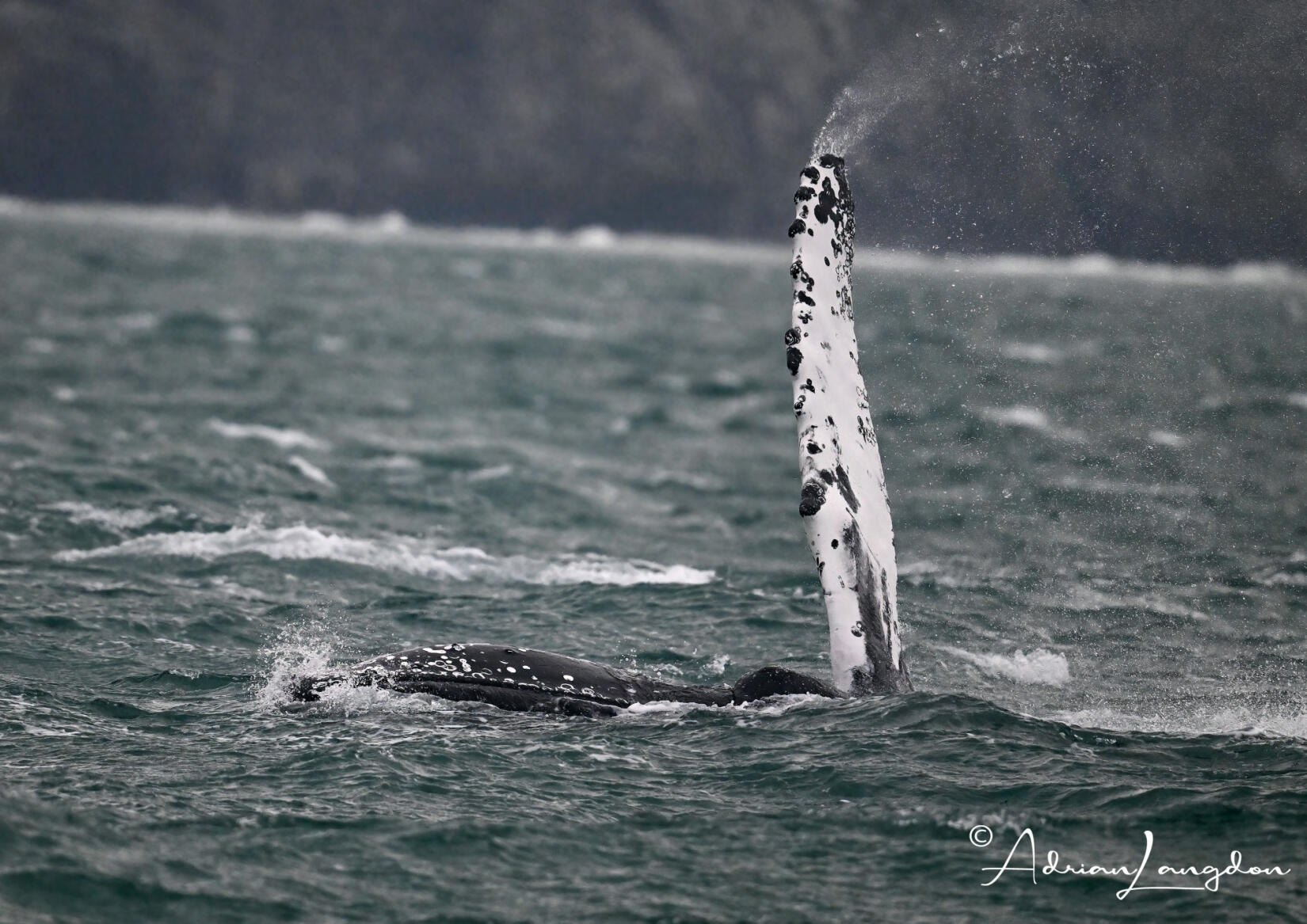 Humpback whale fin above the water off the coast of Cornwall