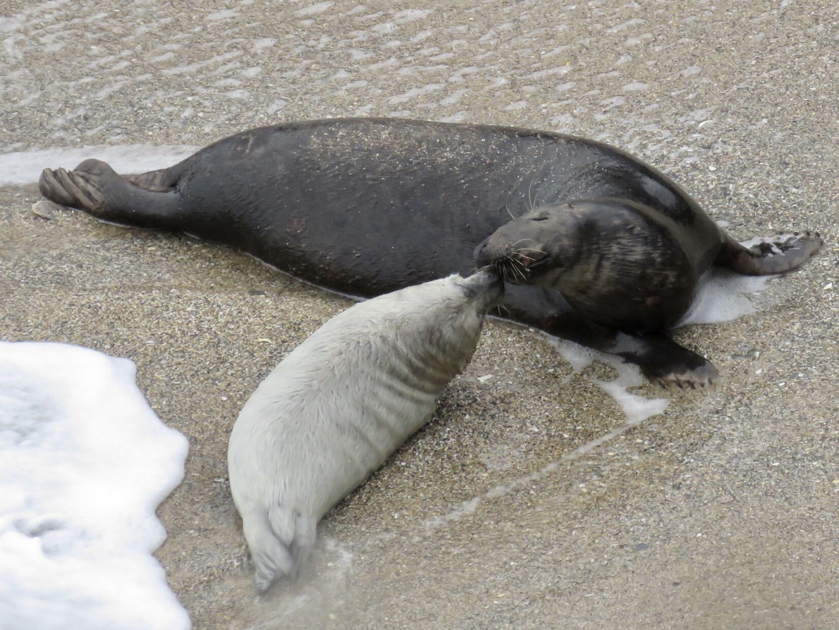 A seal pup interacting with its mother on the shoreline - faces touching